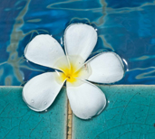 fiore-koh-samui